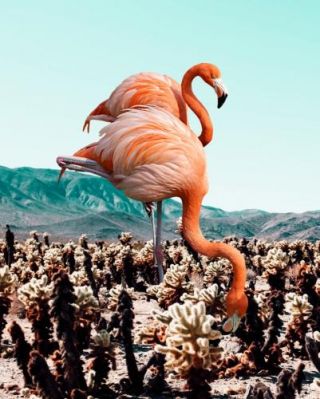 Flamingo Desert