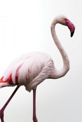 Flamingo Baby