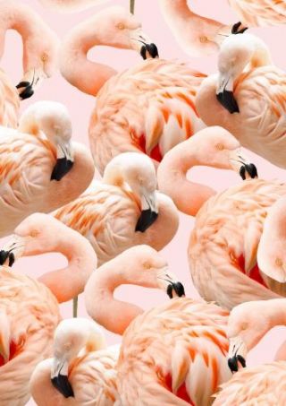 Flamingo Blush