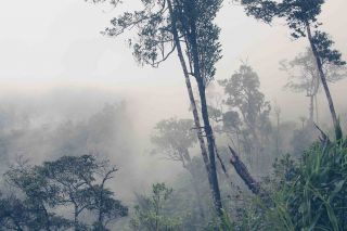 foggy jungle