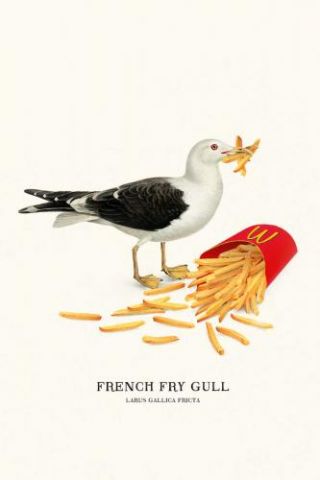 French Fry Gull