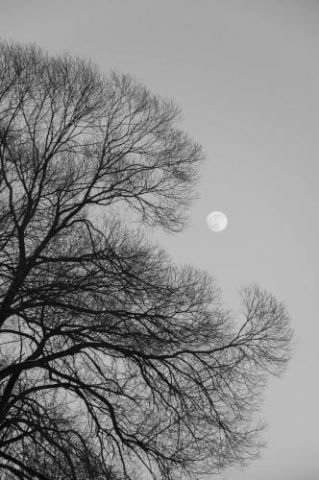 Full Moon Loves Winter Tree  Black & White Edition
