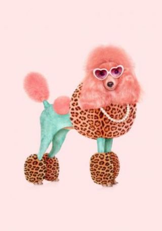 Funky Poodle