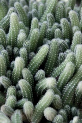 Green Cactus Garden
