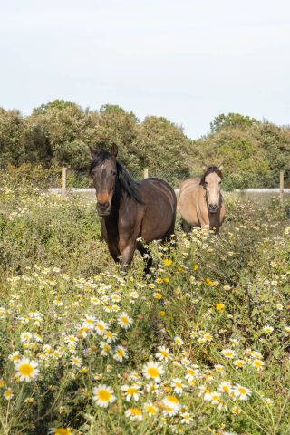Horses And Wildflowers