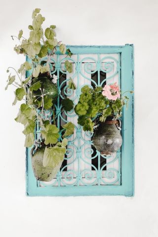 Idyllic Window With Plants And Flowers