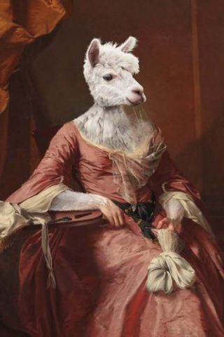 Lady alpaca