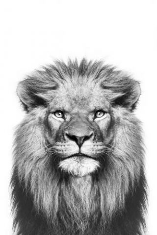 Lion Bw