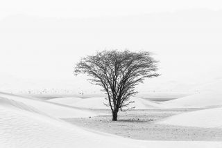 The lonely tree in the desert