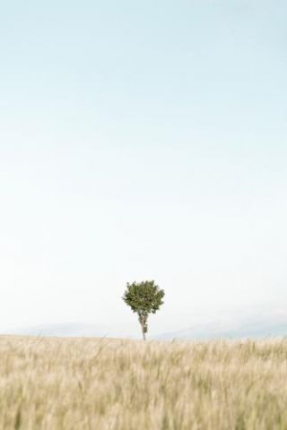 Lonely Tree In The Middle Of A Field