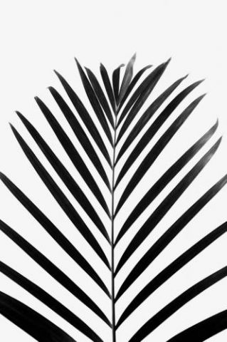Lush Tropical Palms  Black & White Edition
