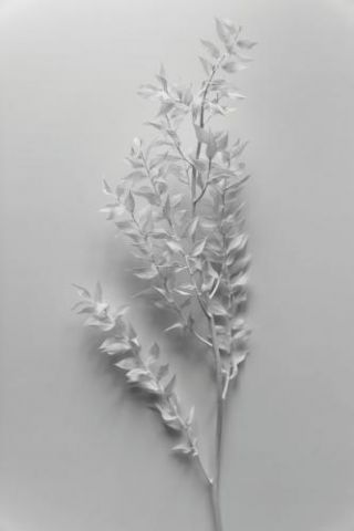 Minimal White Branch