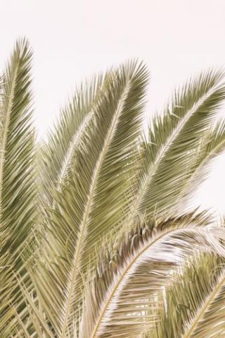 Oasis Palm