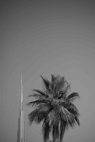 Urban Oasis: Burj Khalifa and Palm Trees 2