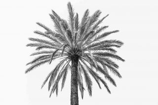 palm in italy