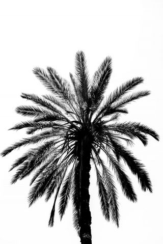 Palm in tree italy