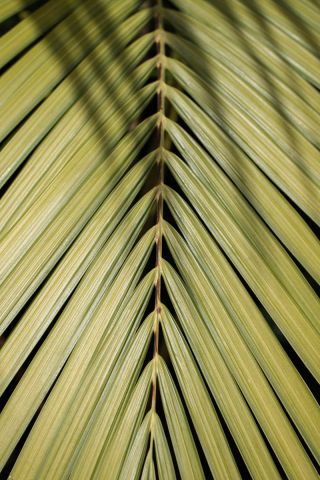 Palm Leaf In The Sun