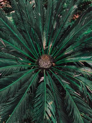 Palm Leaves_