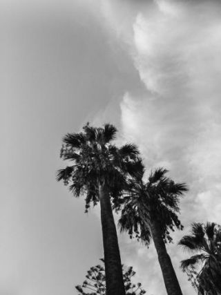 Palms And Clouds
