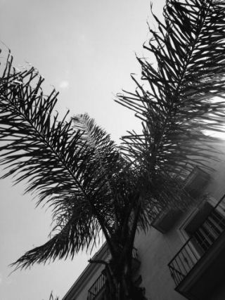 Palms - Barcelone Streets