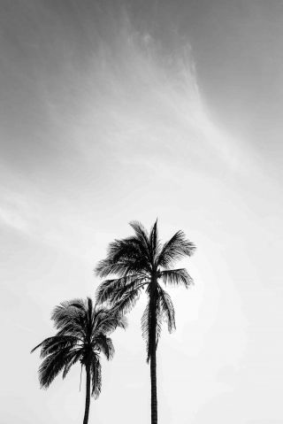 palms in jeddah