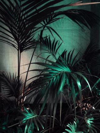 Palms In The Dark