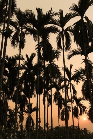Palm Trees In India
