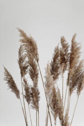 Pampas Reed In The Wind