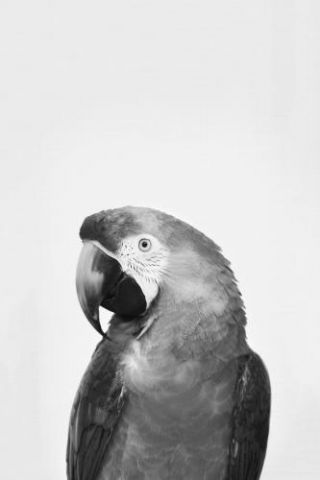 Parrot-sisiandseb