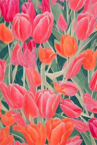 Pink And Orange Tulips