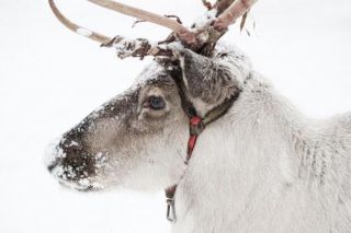 reindeer_100322