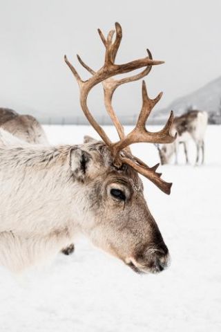 Reindeer With Antlers In Norway Ii