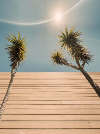 Retro Palms In The Sun