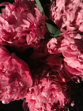 Rosé Blossoms