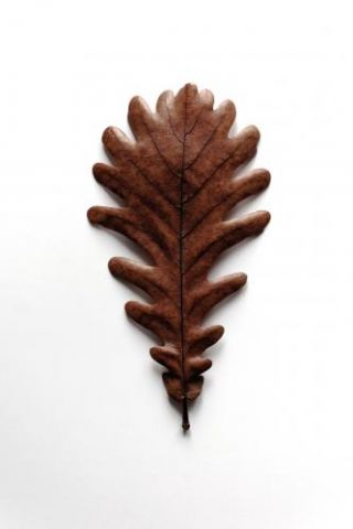 Shapes - Grafic Oak Leaf