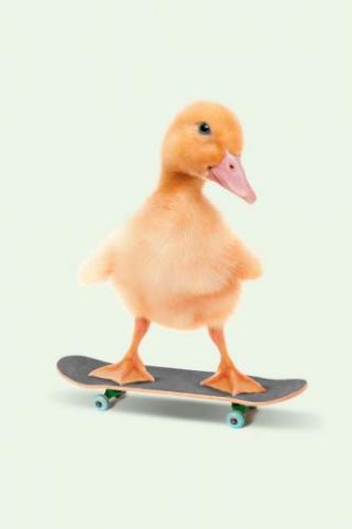 Skate duck