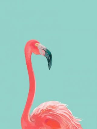 Flamingo In The Sky