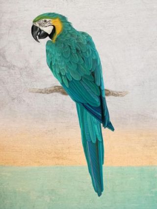 Graffiti Macaw
