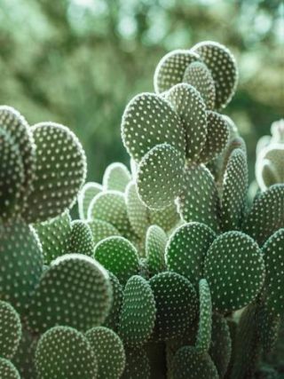 The Cacti Cactus