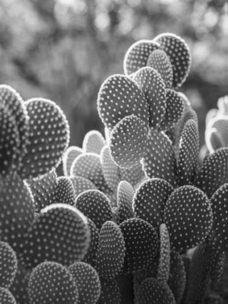 the cacti cactus