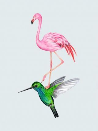 The Hummingbird And The Flamingo