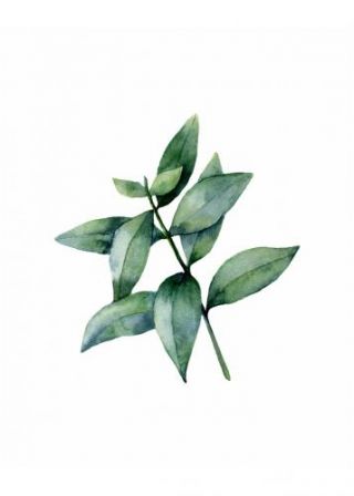 Watercolor Eucalyptus Iii