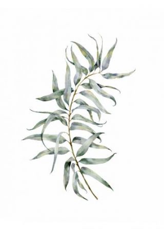 Watercolor Eucalyptus Iv