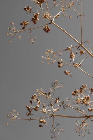 Sunshine Kissed Branches  Greige Dried Flowers