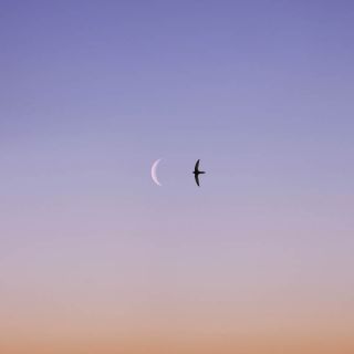 The Swallow And The Moon