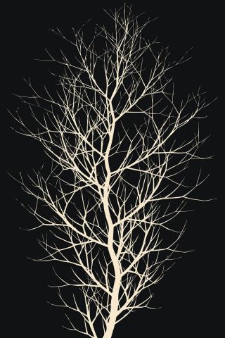 The Tree  White