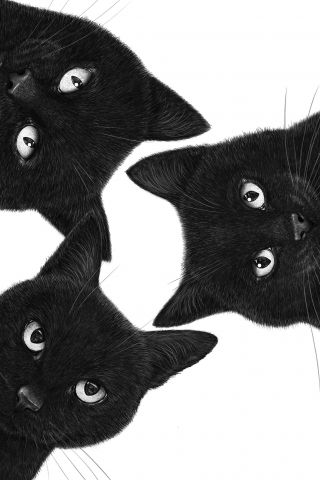 Three black cats in a circle