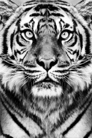Tiger Bw