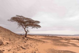 tree in the sahara desert
