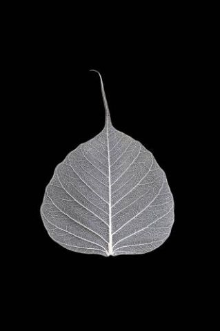 Veins Of Life 2 - White Leaf